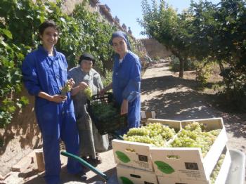 FOTOMadre Isabel ayudada por las jvenes recogiendo deliciosas uvas moscatel